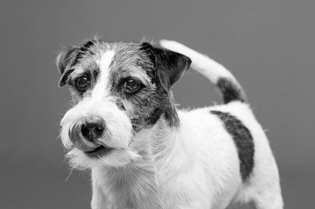 Purebred Jack Russell posing in the studio and looking at the camera. Mixed media