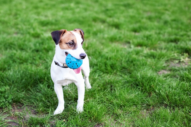 Purebred Jack Russell Terrier dog outdoors on nature in the grass. Happy dog ​​in the park on a walk plays with a toy. The concept of trust and friendship of pets. Active dog playing. Copy space.