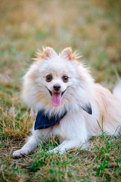 Purebred Japanese Spitz dog portrait in outdoors