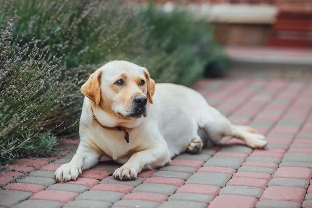 Purebred labrador retriever dog lie down at the park