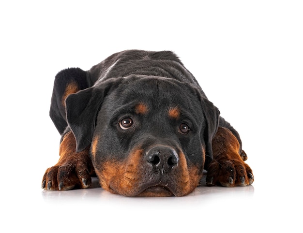 Purebred rottweiler in front of white background