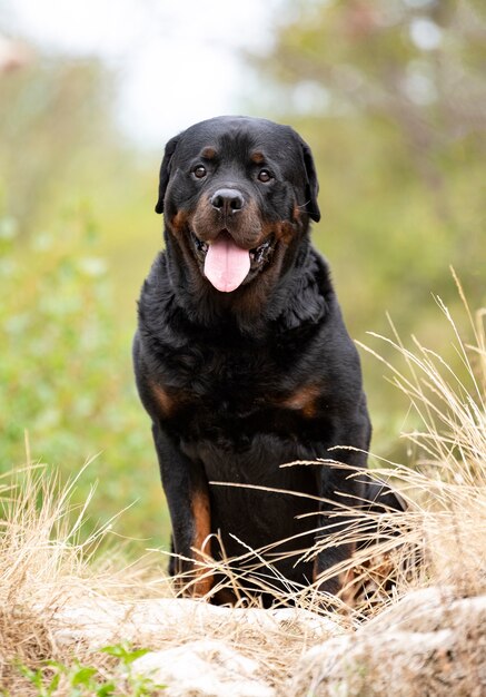 Purebred rottweiler walking in the nature in autumn