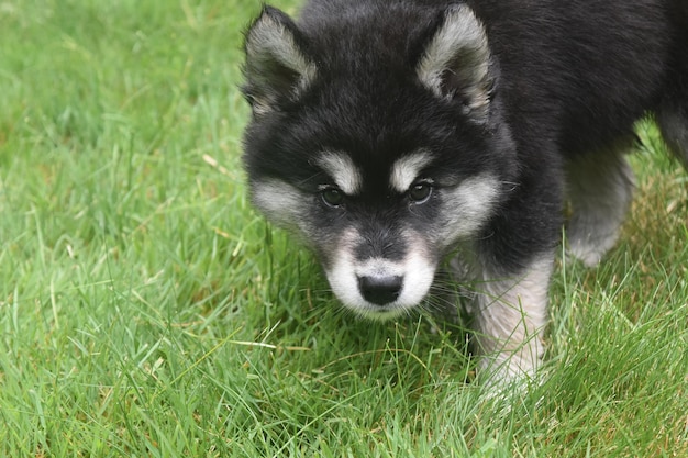 Purebred Siberian husky puppy looking up from the grass