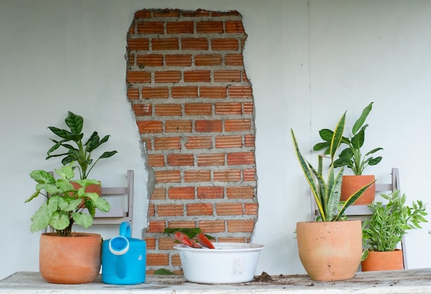 The purifying tree In a clay pot in the shelf and white wall