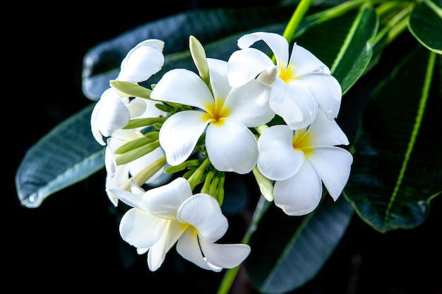 Purity of white Plumeria flower