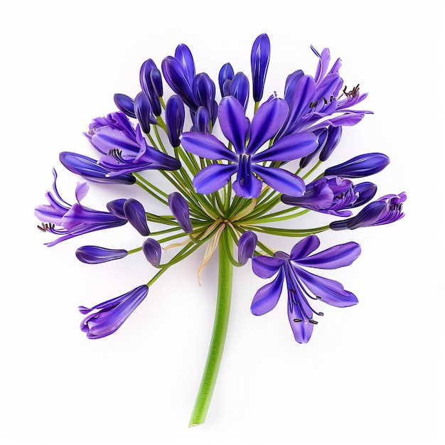 Purple agapanthus flower isolated on white background