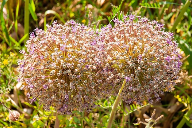 Purple alalium flowers