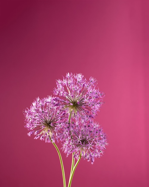 Purple allium flowers isolated on red background