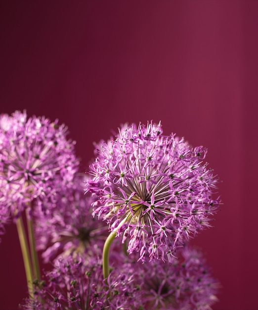 Purple allium flowers isolated on red background