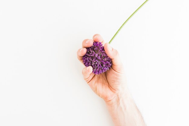 Purple Allium isolated on white background with human hand