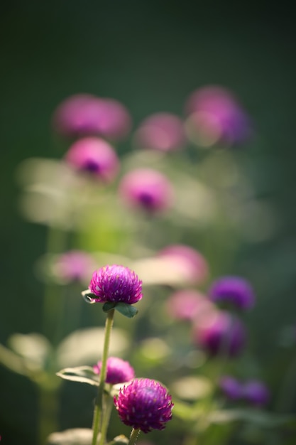 Purple amaranth flower in flower field