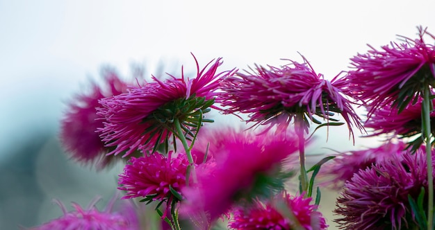 Purple aster on a flowerbed in the park