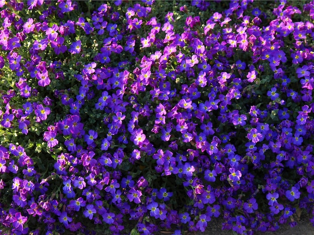 Purple aubrieta flowers