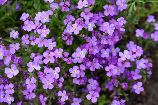 Purple aubriette flowers in the garden in spring