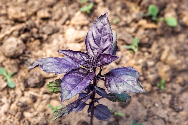 Purple basil on soil