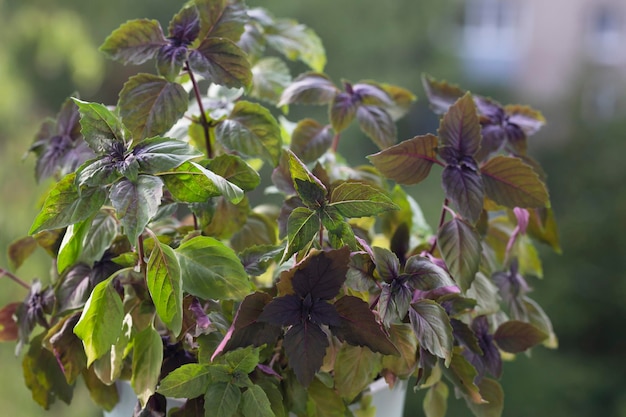 Purple basil on the windowsill on a blurry green background home garden