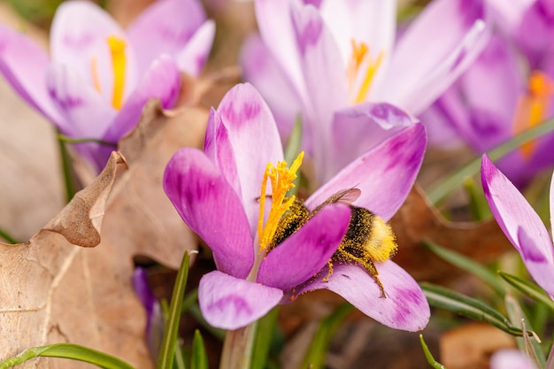 Photo purple beautiful blooming crocuses in spring against the background of grass closeup