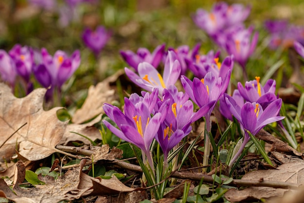 Purple beautiful blooming crocuses in spring against the background of grass closeup