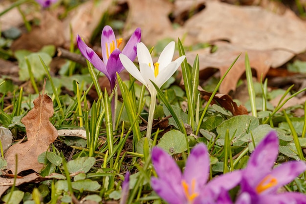 Purple beautiful blooming crocuses in spring against the background of grass closeup