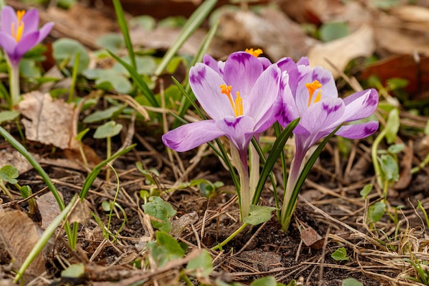 Purple beautiful blooming crocuses in spring against the background of grass