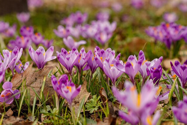 Purple beautiful blooming crocuses in spring against the background of grass