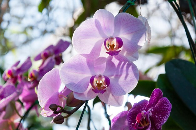 Purple beautiful orchid in the natural orchid phalaenopsis