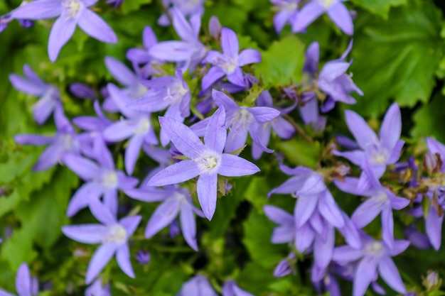 Purple bellflowers in a garden