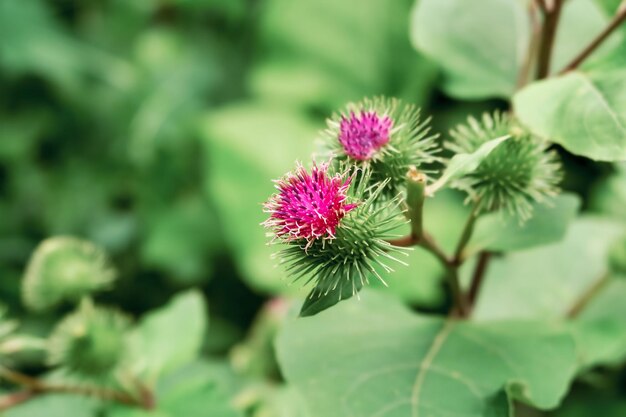 purple bloom of burdock Arctium lappa L