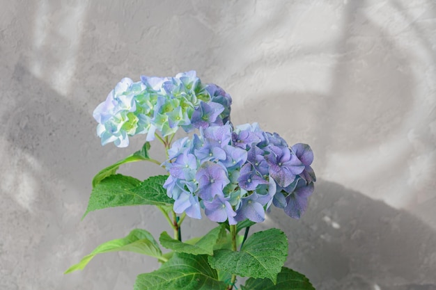 Purple blooming hydrangea flower