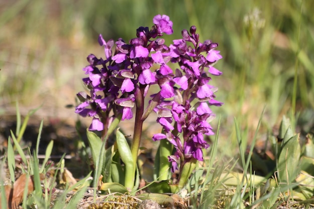 purple blooming wild flower on the spring meadow