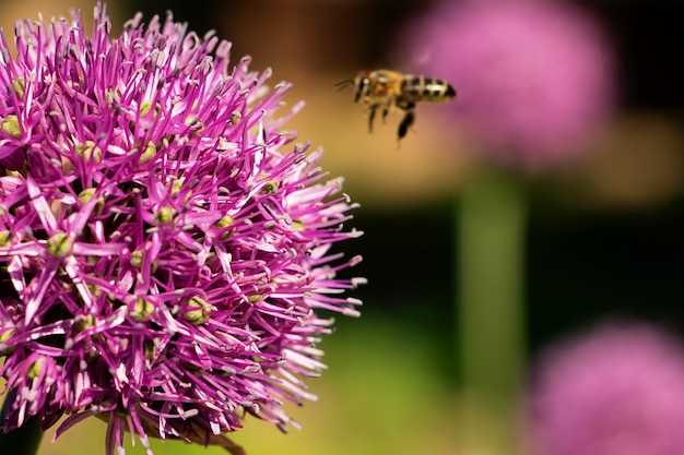 Purple blossom with flying bee near it,macro photography.Botany background with copy space.