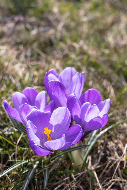 Purple blue crocus flowers in a garden Typical spring flowers Colorful crocus plants in the sunshine outdoors