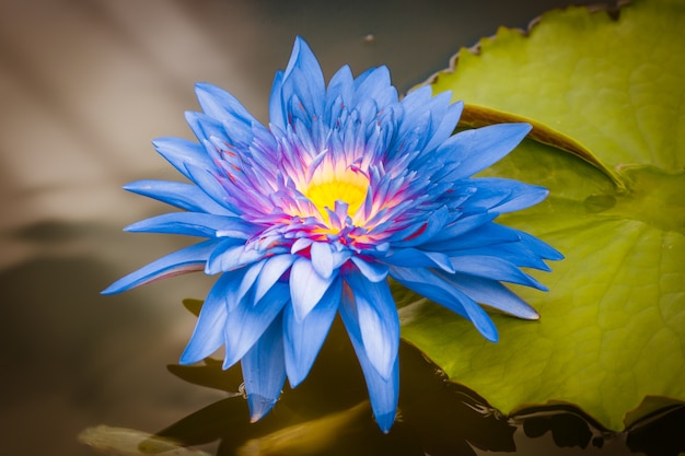 Purple Blue lotus blossom