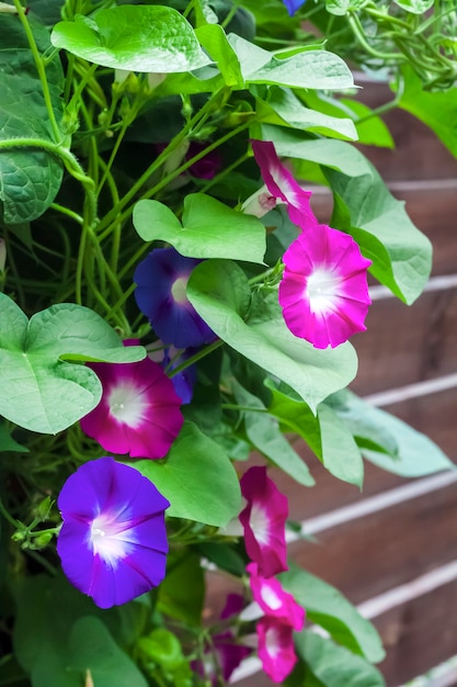 Purple and blue Morning Glory (Ipomoea) flowers climbing