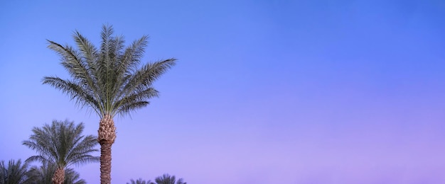 Purple blue sky Landscape with tropical green palm branches Sunset