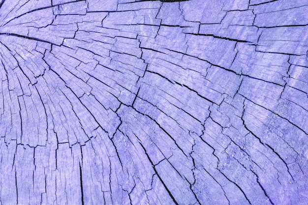 Purple blue wood texture brown old stump cut