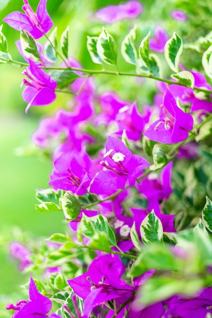 Purple bougainvillea flower is beautiful blooming flower green leaf background Spring growing