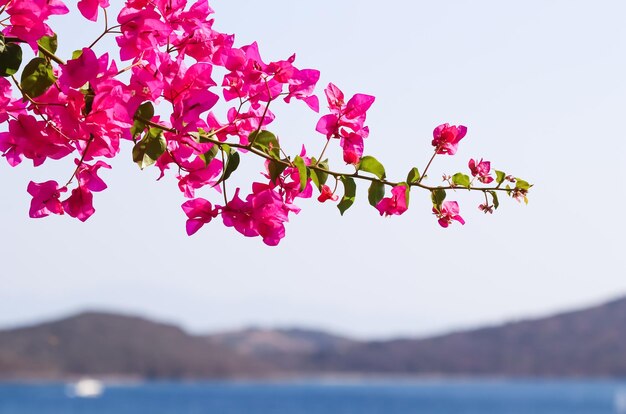 Purple bougainvillea flowers on the background of the sea and the island Summer vacation and coastal nature concept