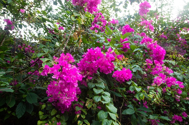 Photo purple bougainvillea flowers that bloom and almost cover all the leaves