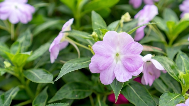 Photo purple busy lizzie flower in a garden