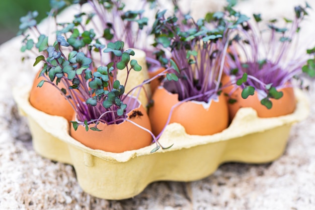 Purple cabbage in egg shells. Red cabbage, fresh sprouts and young leaves. Vegetable and microgreen. Gardening concept.