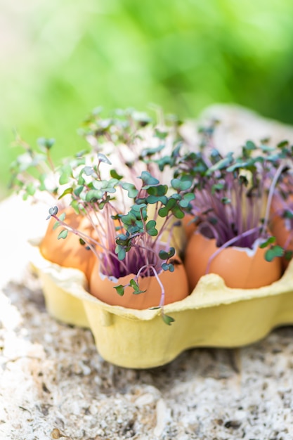 Purple cabbage in eggs shell. Red cabbage, fresh sprouts and young leaves. Vegetable and microgreen. Gardening concept.