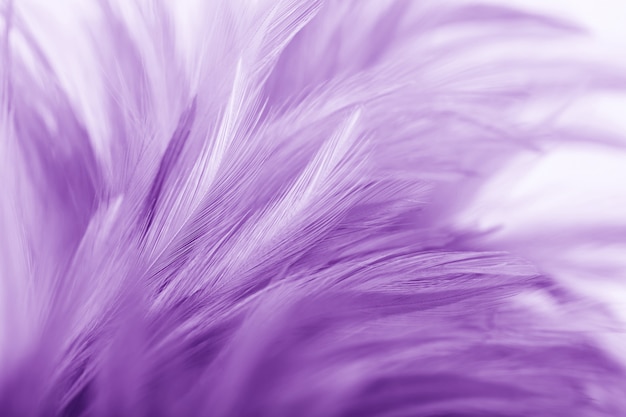 Purple chicken feathers in soft and blur style for background