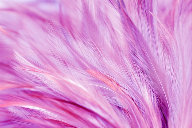 Purple chicken feathers in soft and blur style for background