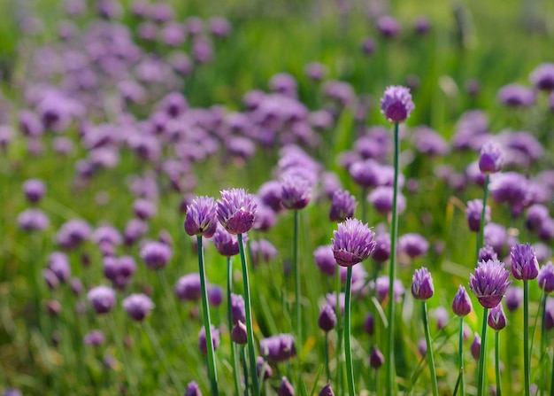 Purple Chives Flowers in Green Grass