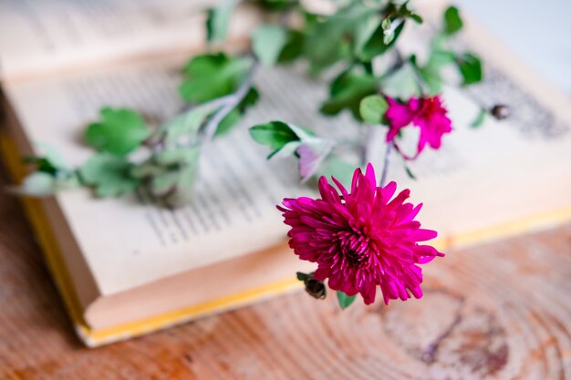 Purple chrysanthemum on a book, on a wooden table. Aesthetics with flowers and a book. Beautiful flower on a wooden table.