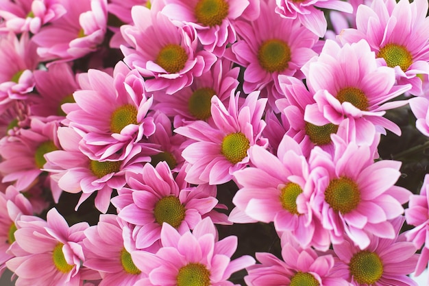 Purple chrysanthemum flowers in a bouquet. Flower background