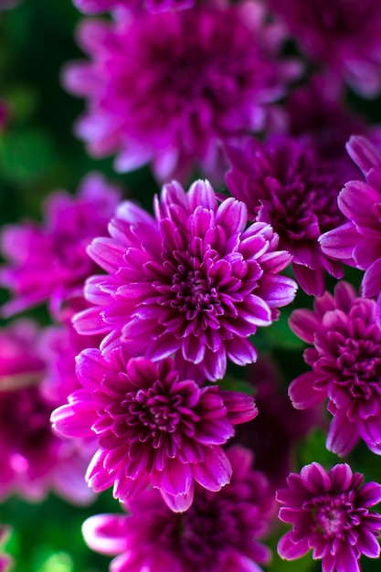 Purple chrysanthemums closeup Macro shooting selective focus