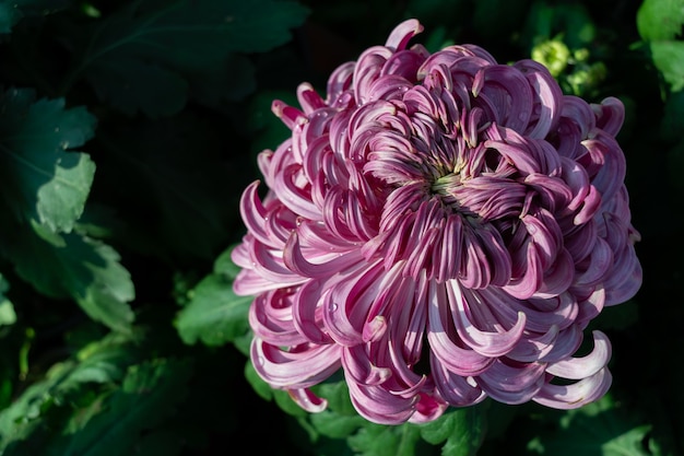 The purple chrysanthemums in the park are in bloom