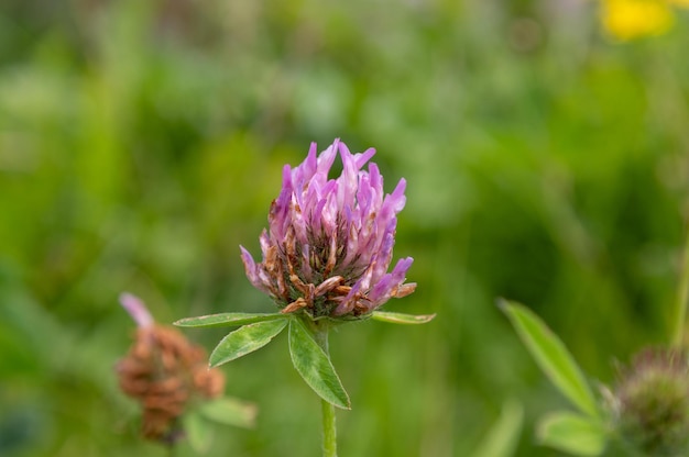 Photo purple clover flower on a green meadow in the summer